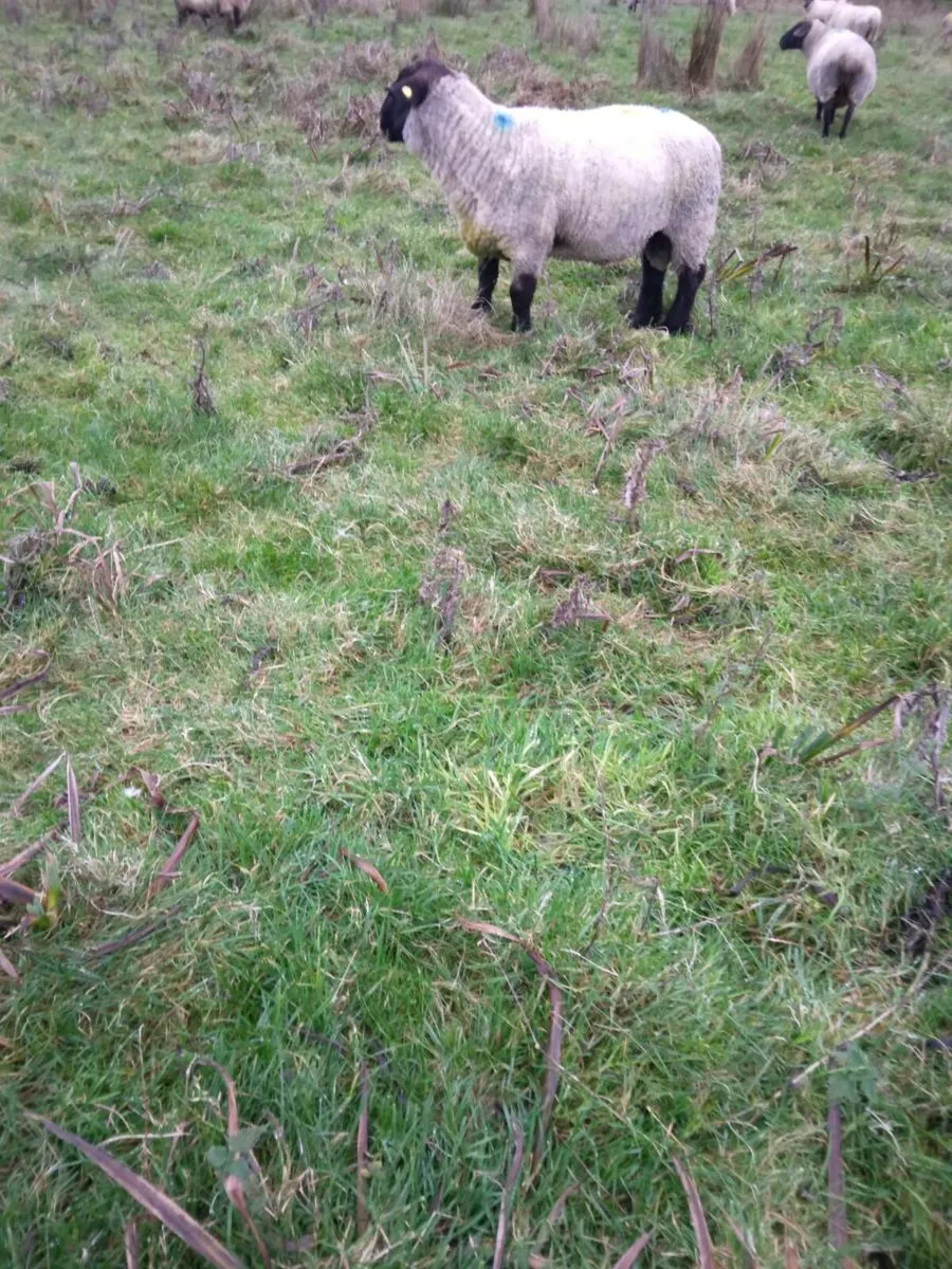 Suffolk ram - Image 2