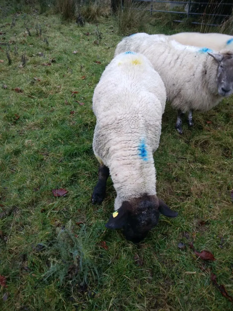 Suffolk ram - Image 3