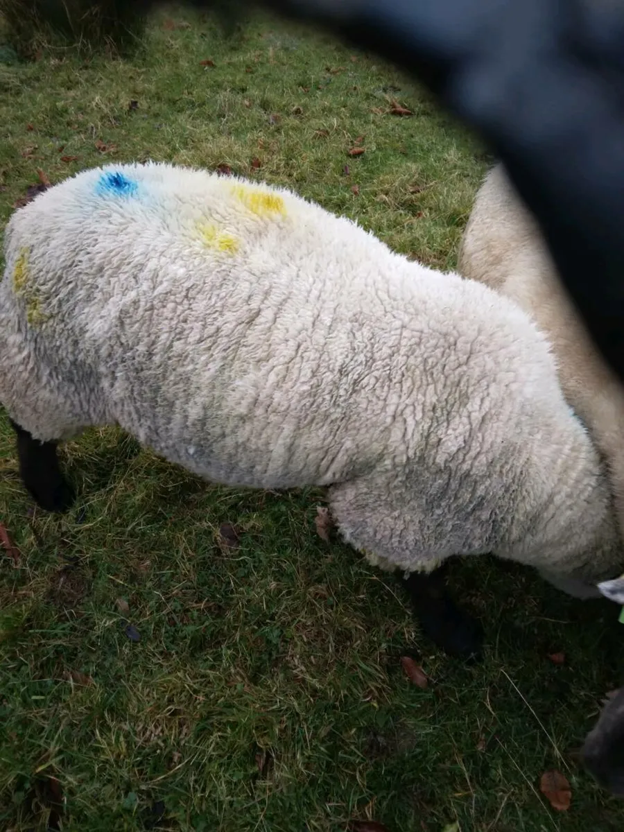 Suffolk ram - Image 4