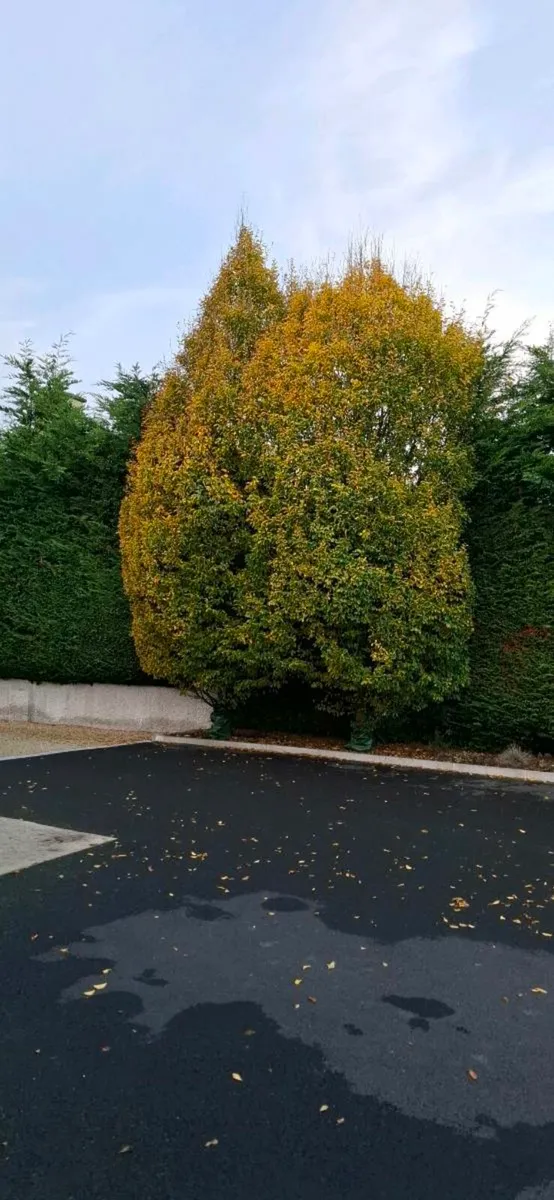 European Hornbeam - Image 1