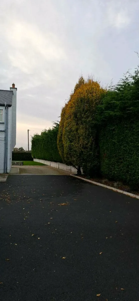 European Hornbeam - Image 2