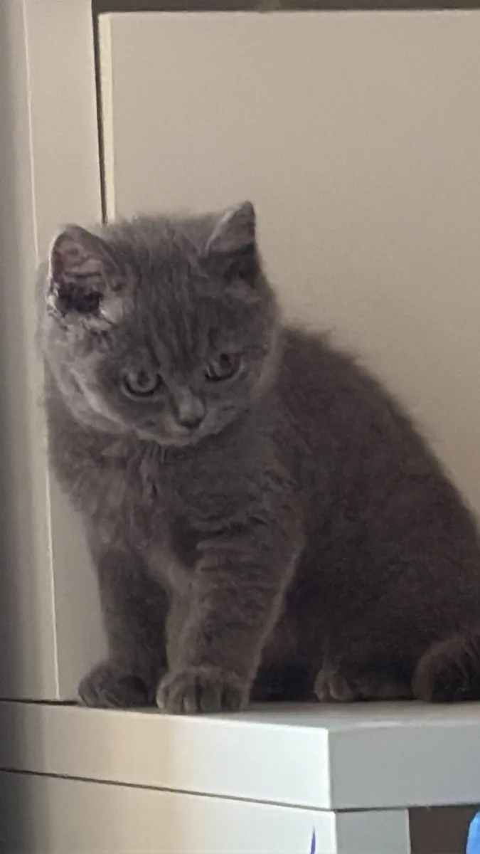 british shorthair - Image 1