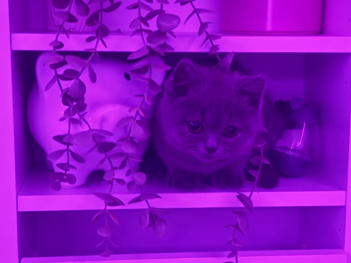 british shorthair - Image 2