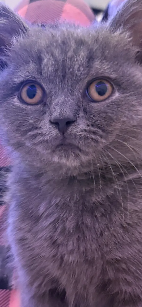 british shorthair - Image 3