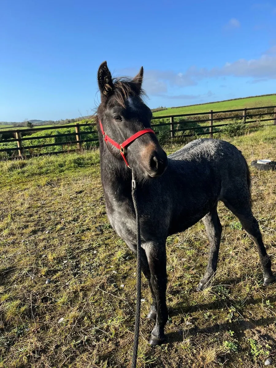 Connemara Colt Foal - Image 1