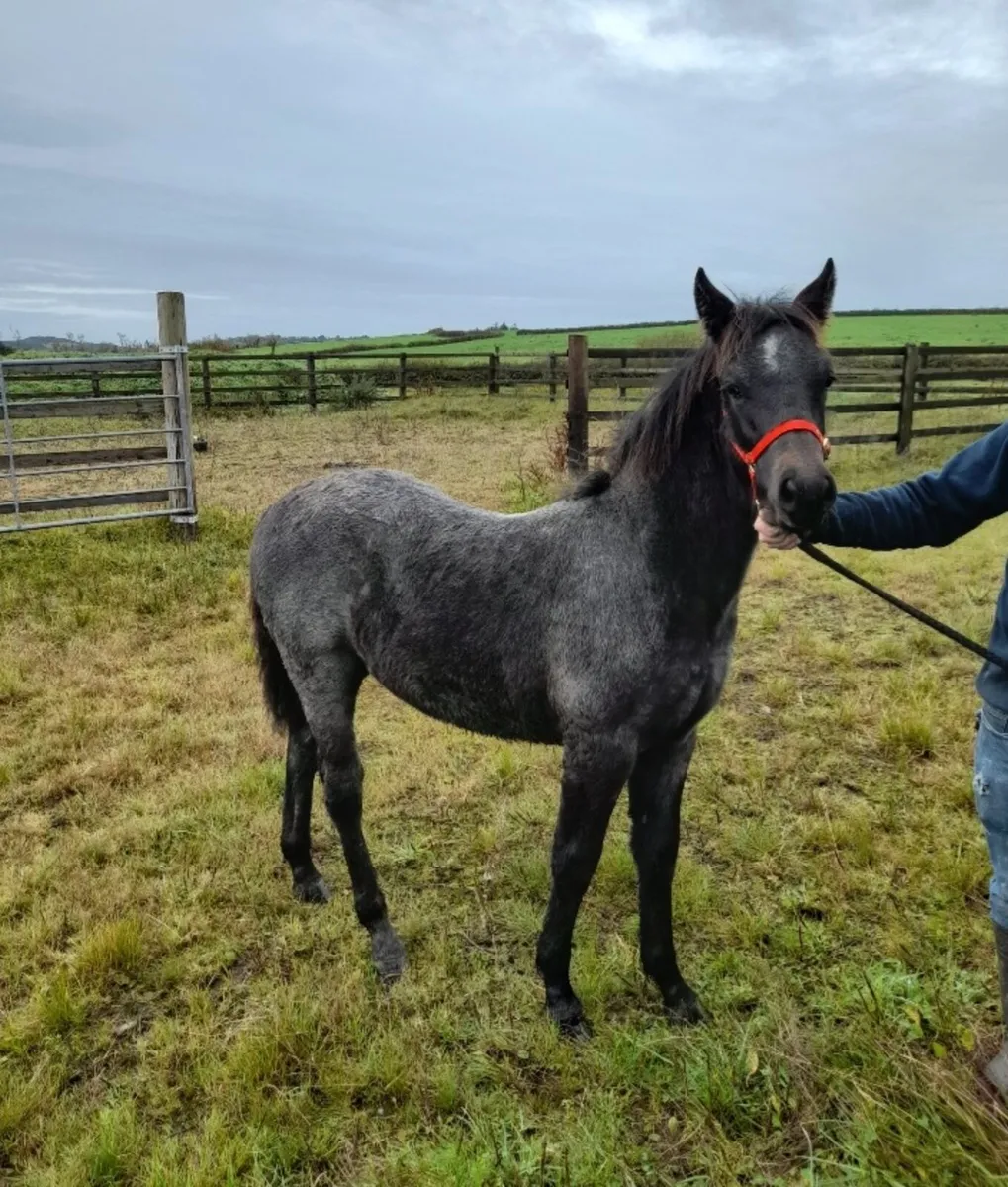 Connemara Colt Foal - Image 2