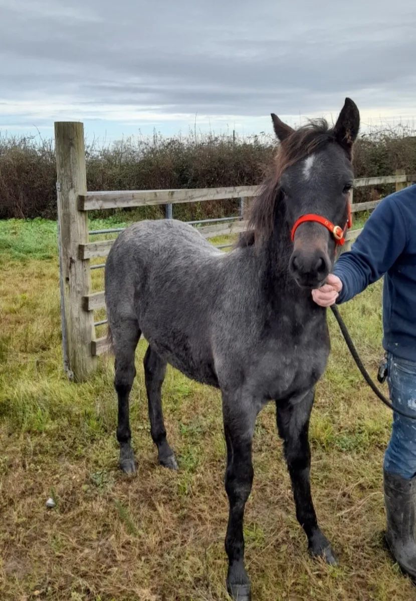 Connemara Colt Foal - Image 3