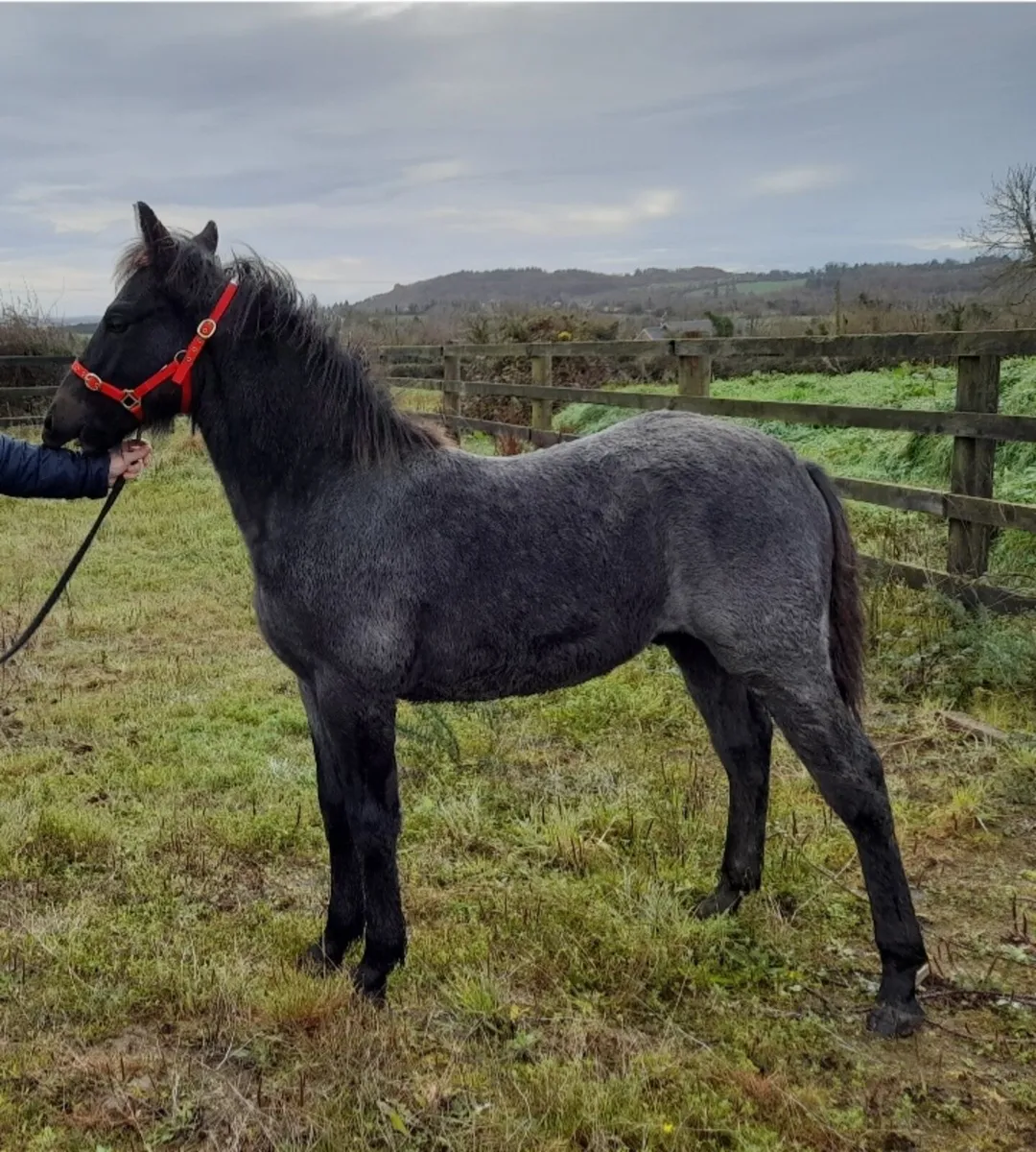 Connemara Colt Foal - Image 4