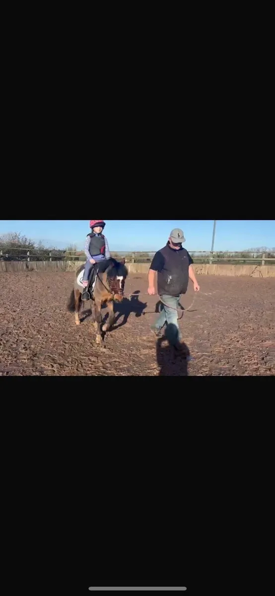 12hh Welsh gelding pony - Image 2