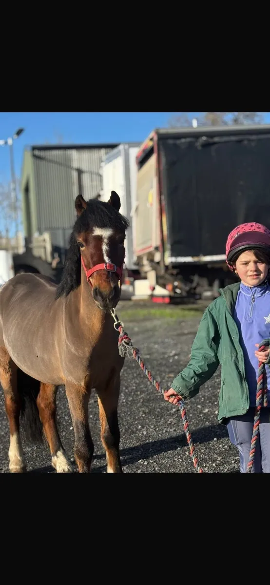 12hh Welsh gelding pony - Image 1