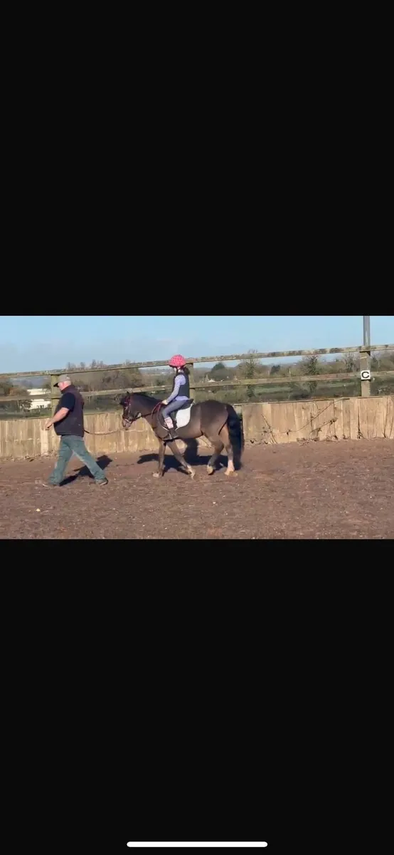 12hh Welsh gelding pony - Image 3