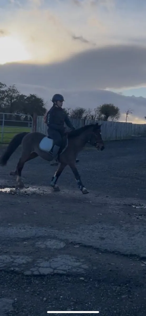 12hh Welsh gelding pony - Image 4