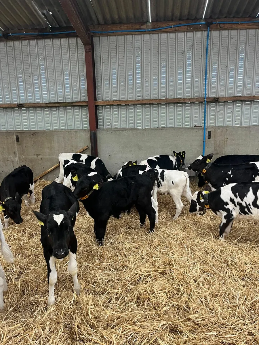 Holstein heifer calves - Image 2