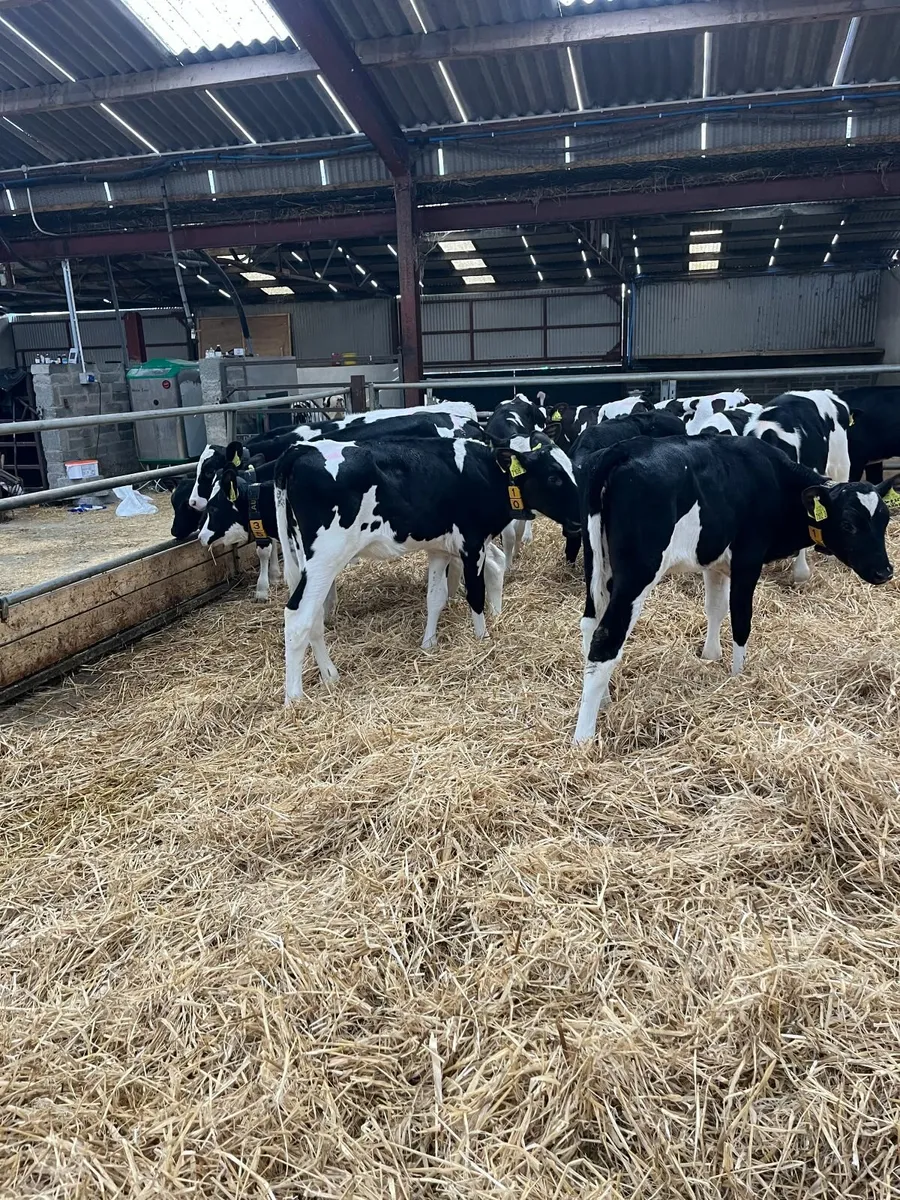Holstein heifer calves - Image 3