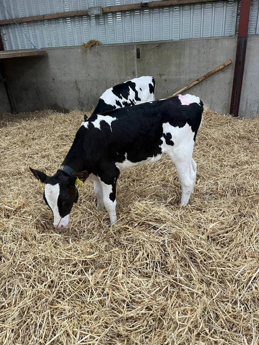 Holstein heifer calves - Image 4