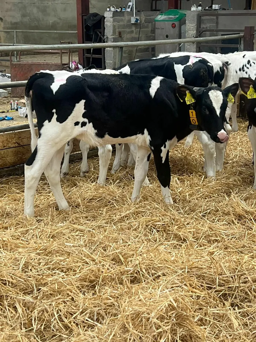 Holstein heifer calves - Image 1