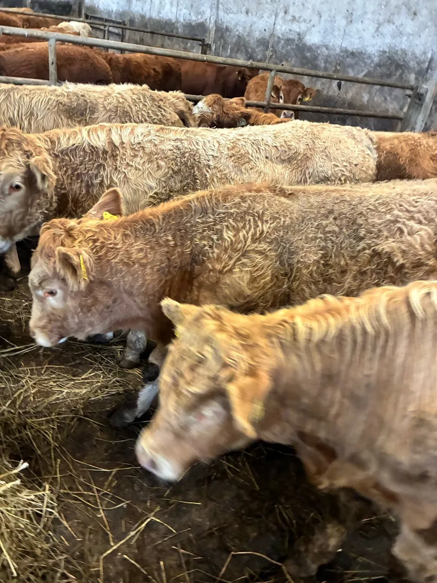 50 SUPER QUALITY LIM/CH BULL WEANLINGS 320KG - Image 1