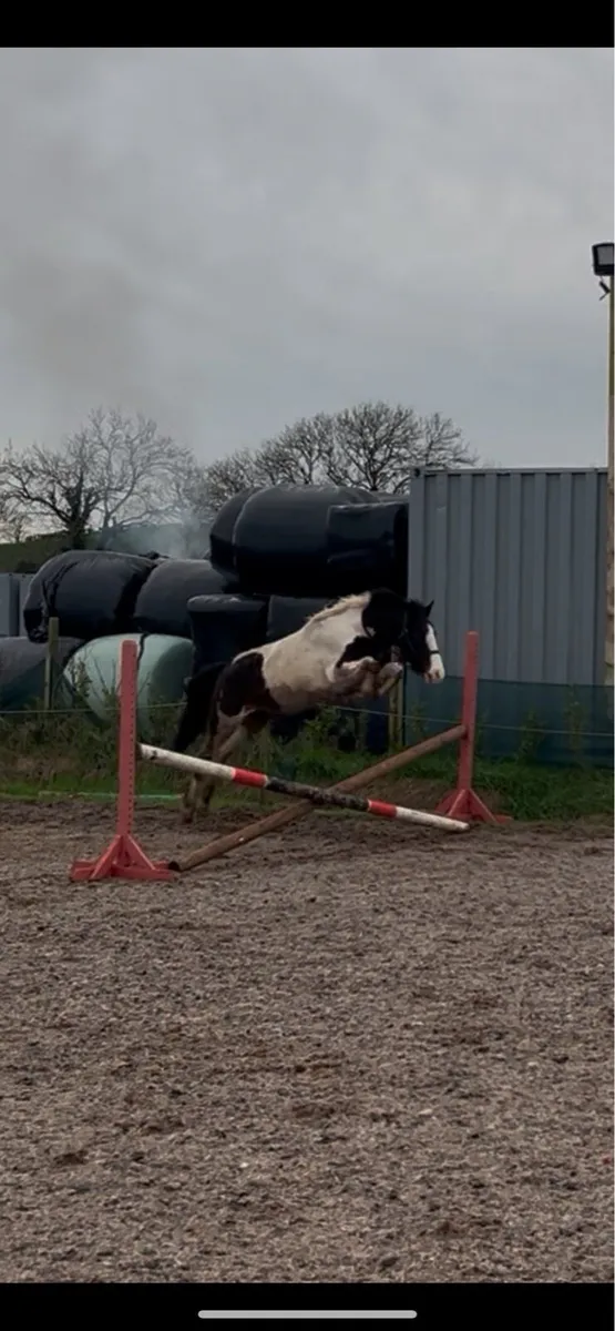 14hh 3 year old project mare - Image 1