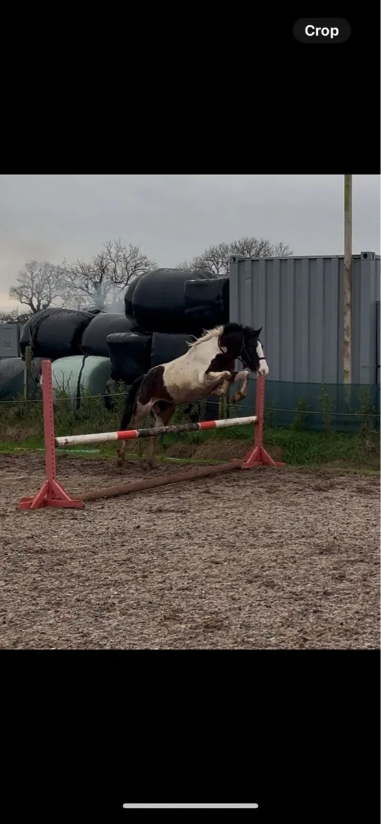 14hh 3 year old project mare - Image 2