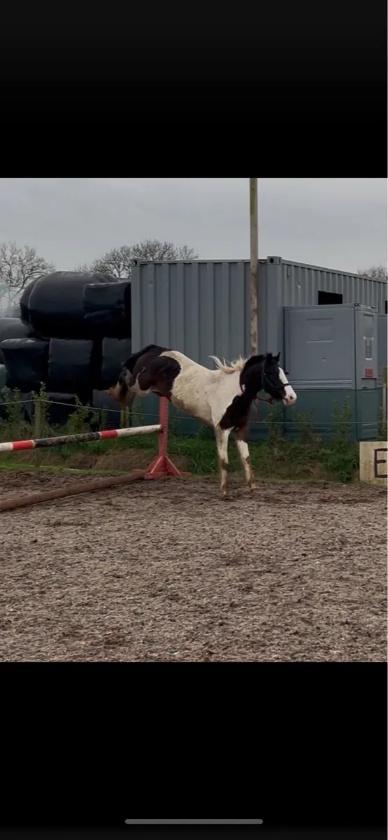 14hh 3 year old project mare - Image 3