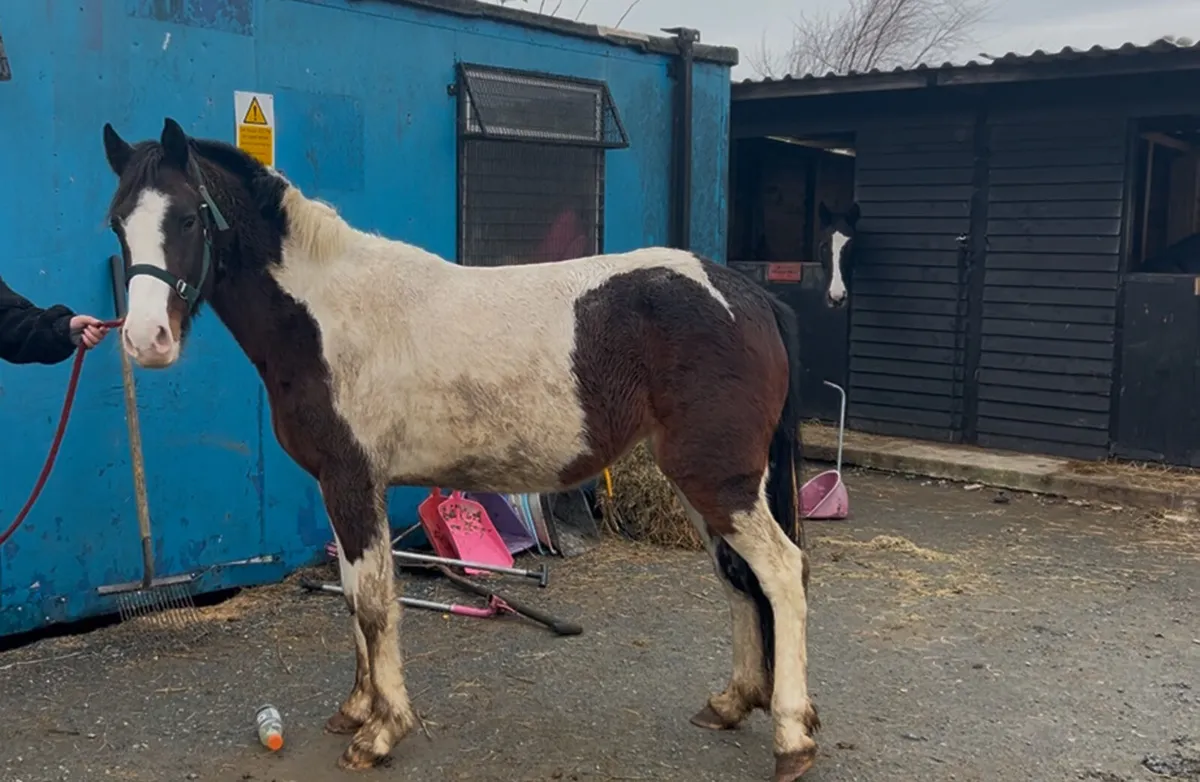 14hh 3 year old project mare - Image 4