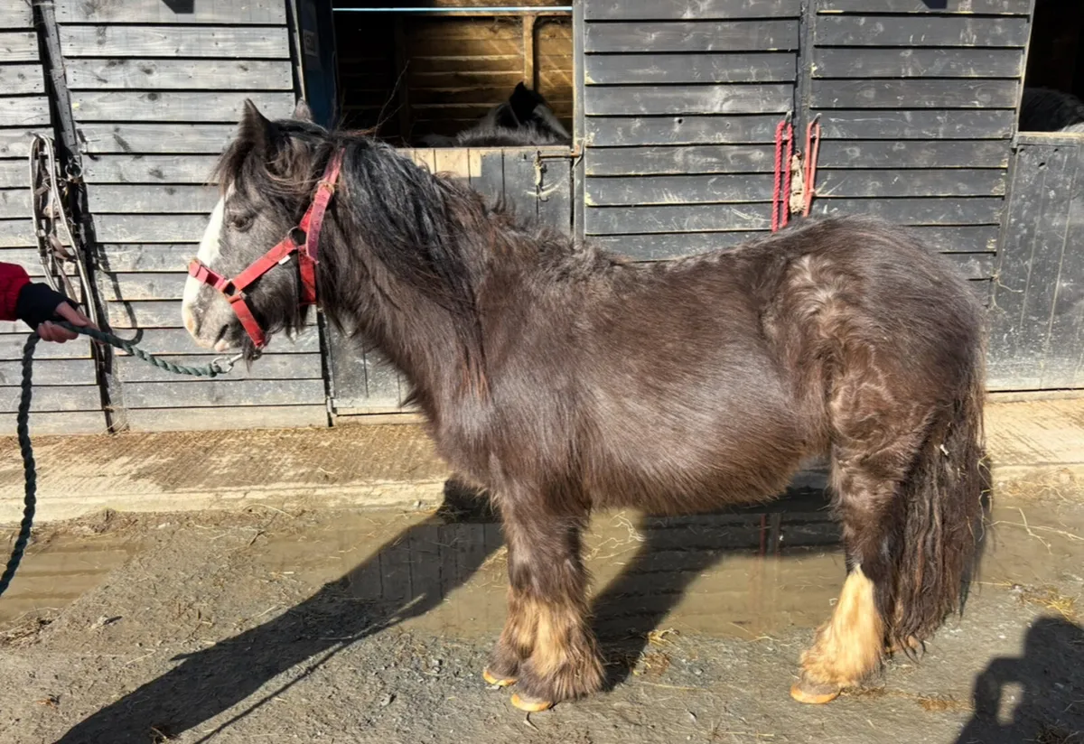 Cheap small young stock - Image 2