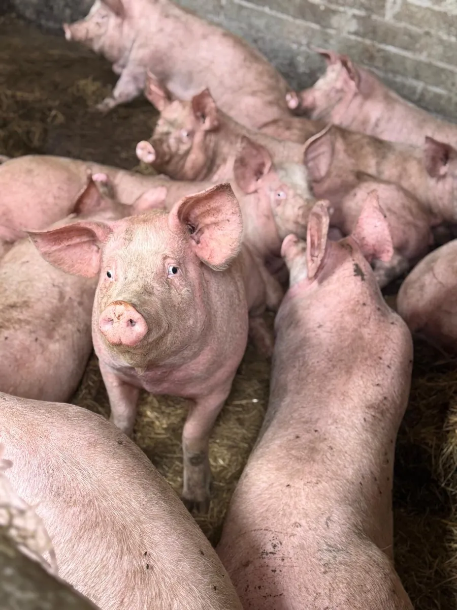 Pigs for sale 7 months old