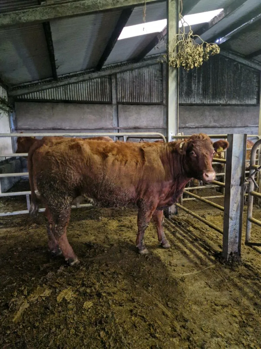 4 and 5 star springers Ballinasloe 15th - Image 4