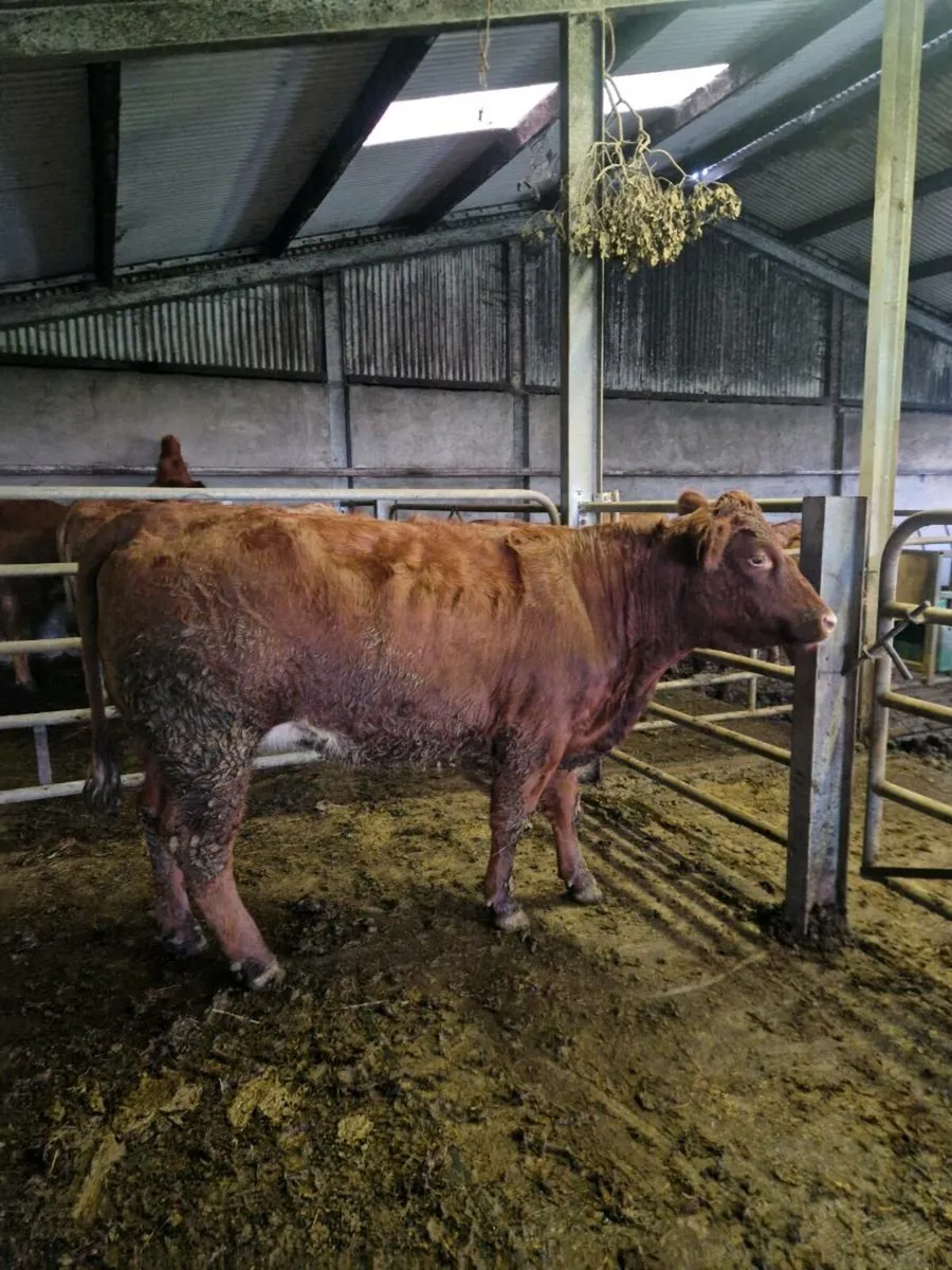 4 and 5 star springers Ballinasloe 15th - Image 3