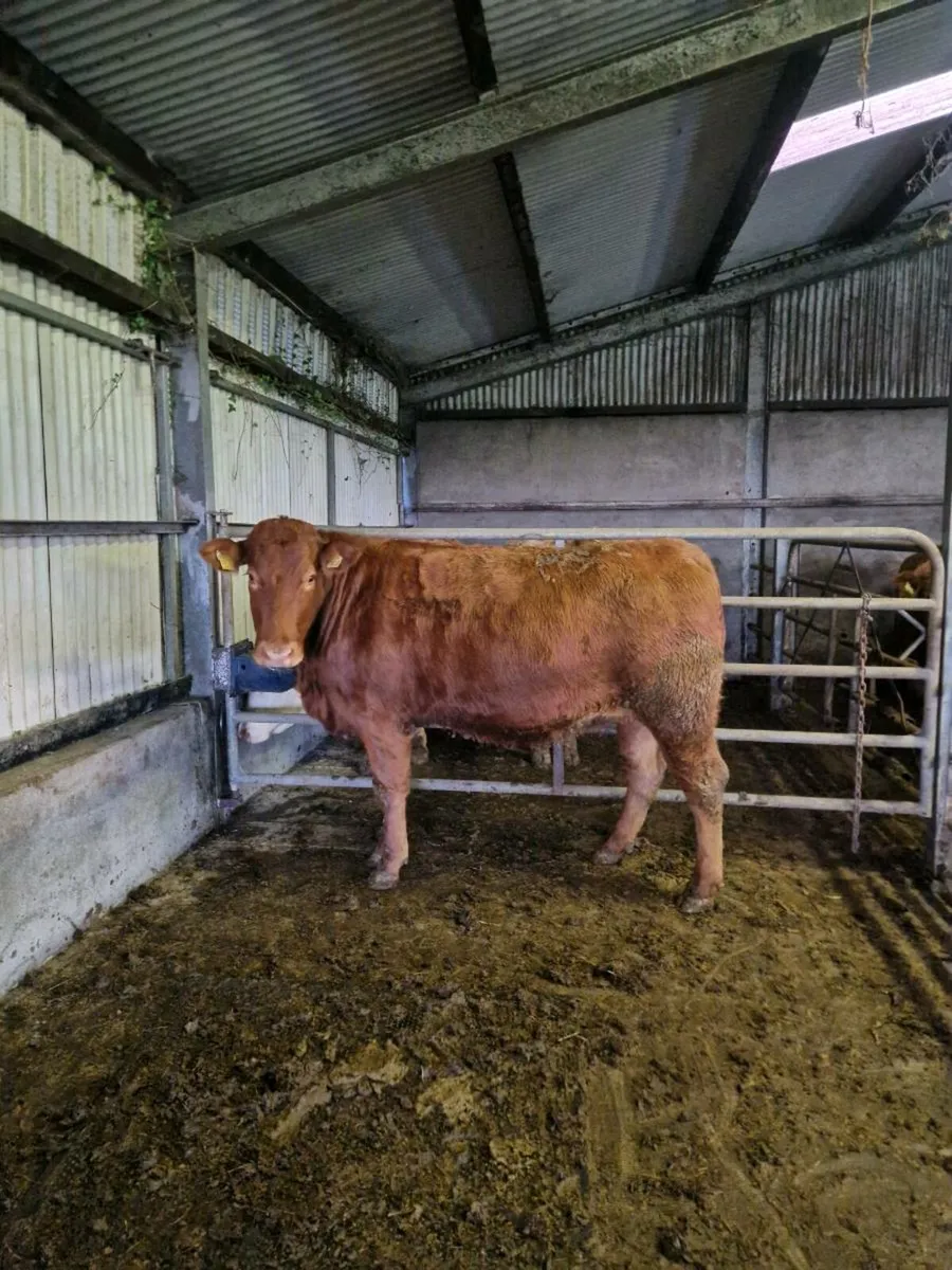 4 and 5 star springers Ballinasloe 15th - Image 1