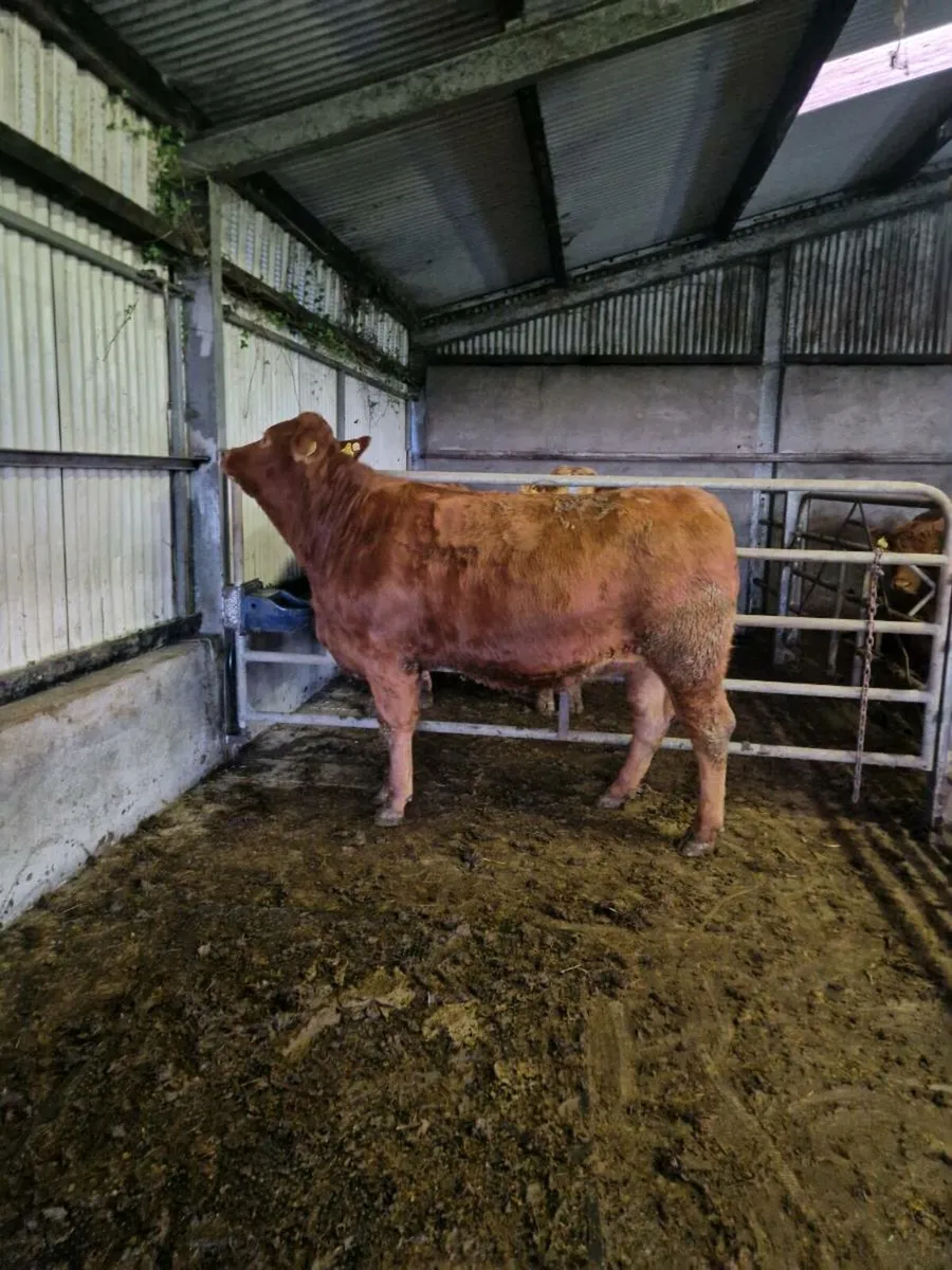 4 and 5 star springers Ballinasloe 15th - Image 2