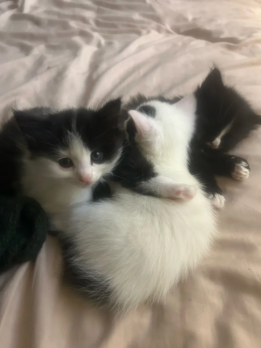 kittens - Image 1
