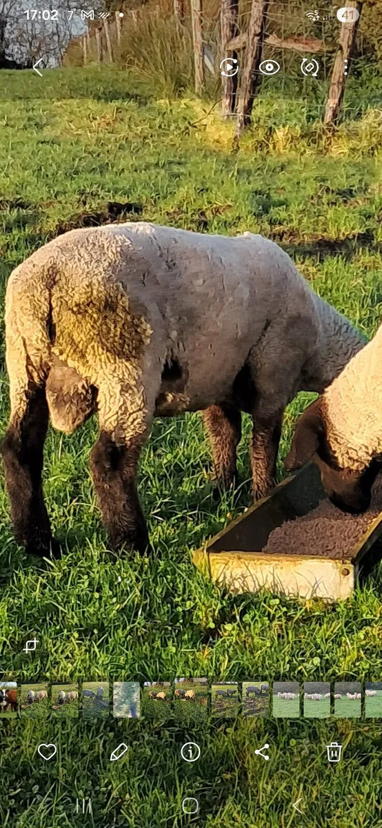 Pbnr suffolk ram - Image 3