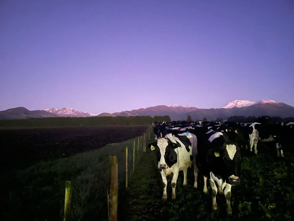 Relief Milker available midlands