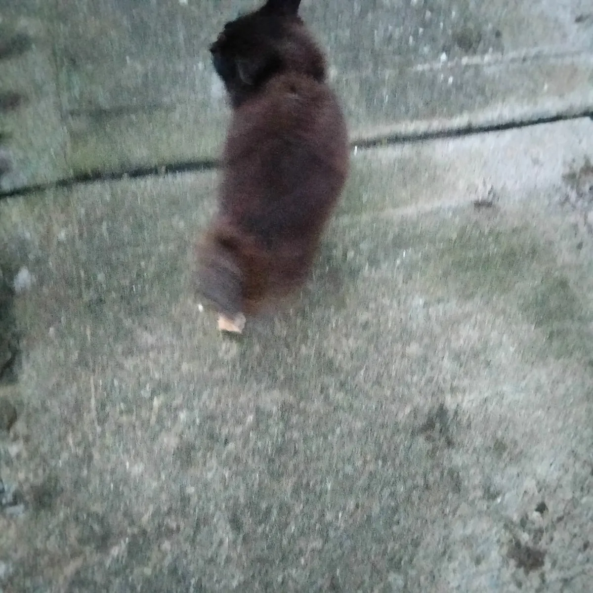 ***BARGAIN***  kittens - Image 4