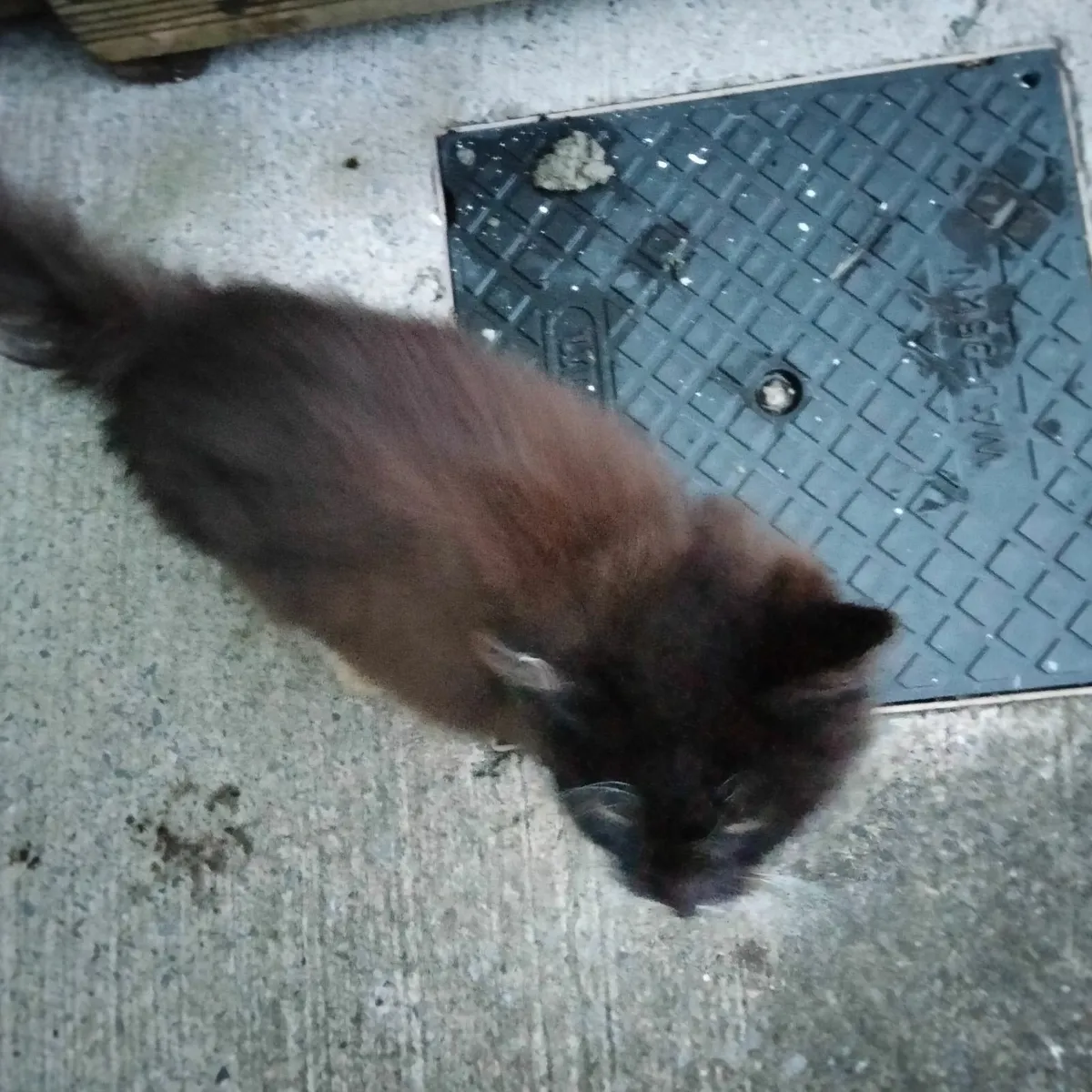 ***BARGAIN***  kittens - Image 2