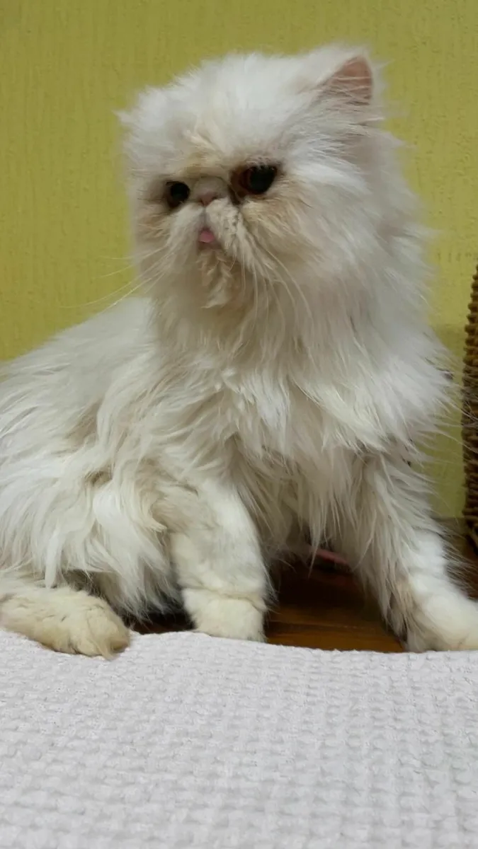 Persian cats 4 blue females 1 white male - Image 2