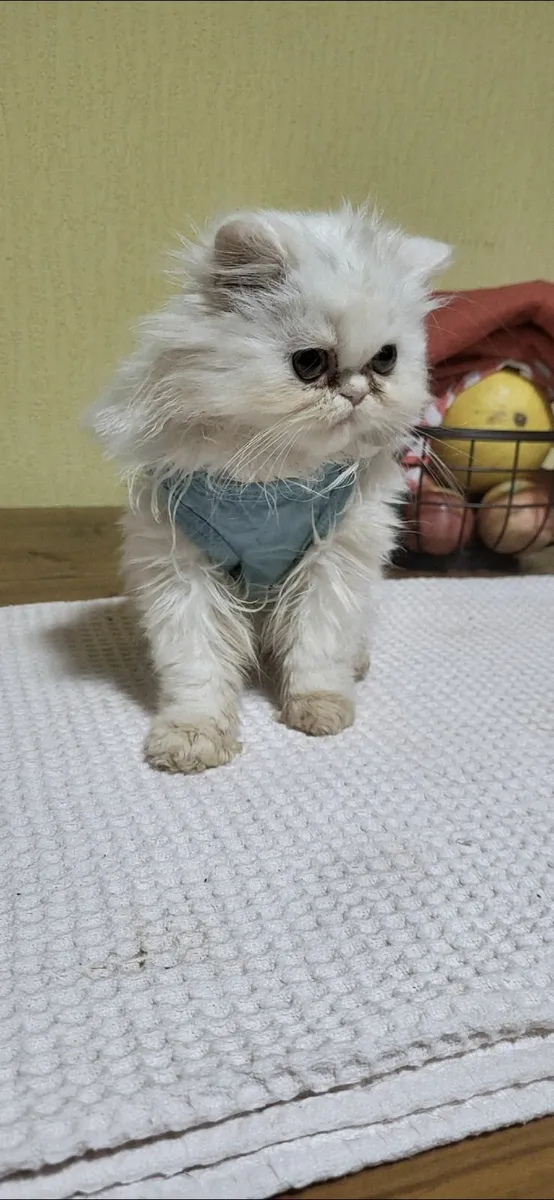 Persian cats 4 blue females 1 white male - Image 3