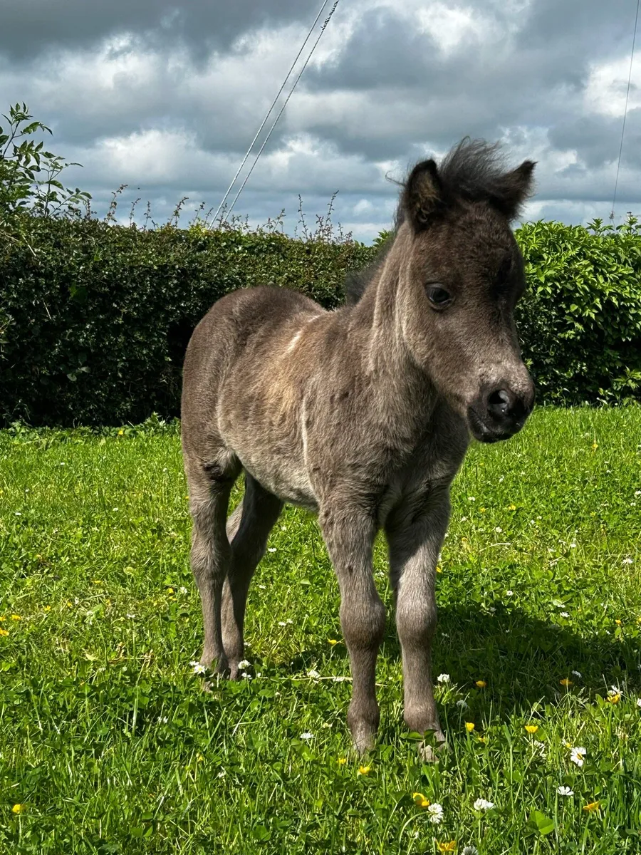 Miniature Shetland Filly Foal for Sale!! - Image 1