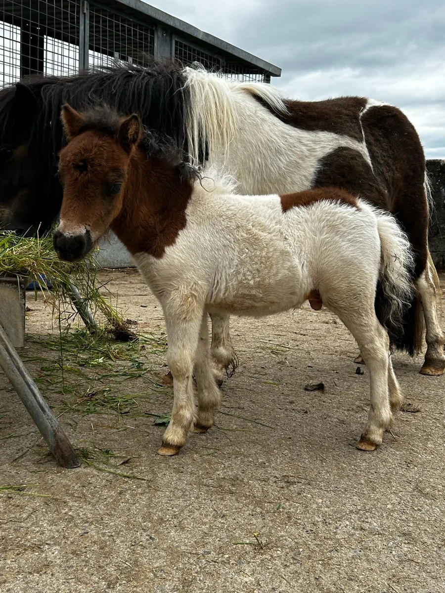Miniature Shetland Filly Foal for Sale!! - Image 3