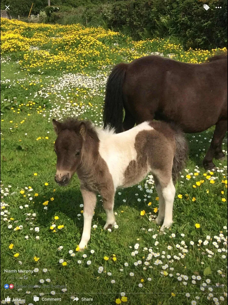 Miniature Shetland Filly Foal for Sale!! - Image 4
