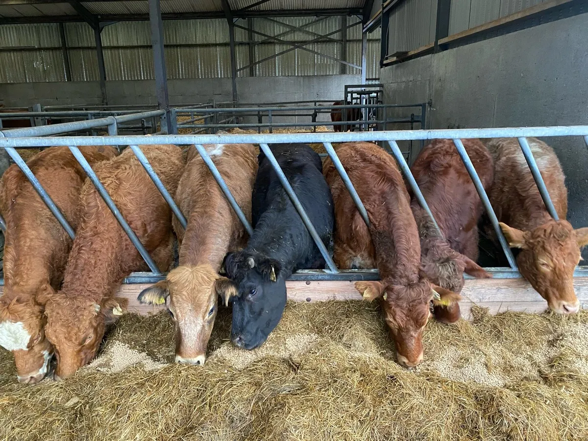 💥 Roan breeding heifers 💥 - Image 1