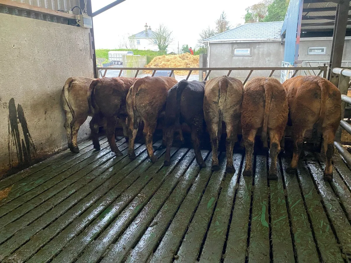 💥 Roan breeding heifers 💥 - Image 2