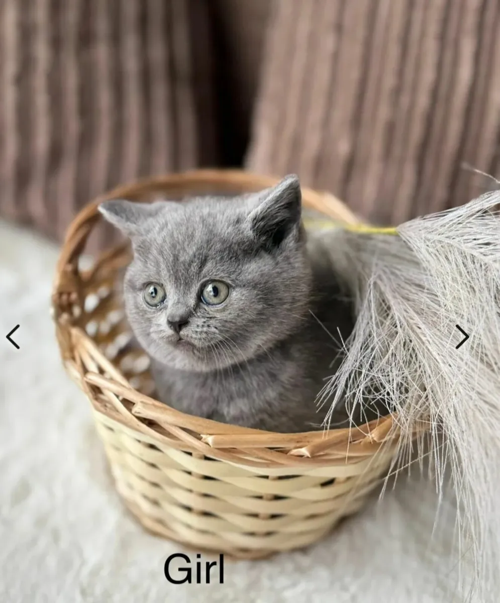 BRITISH Shorthair Kittens Blue - Image 1