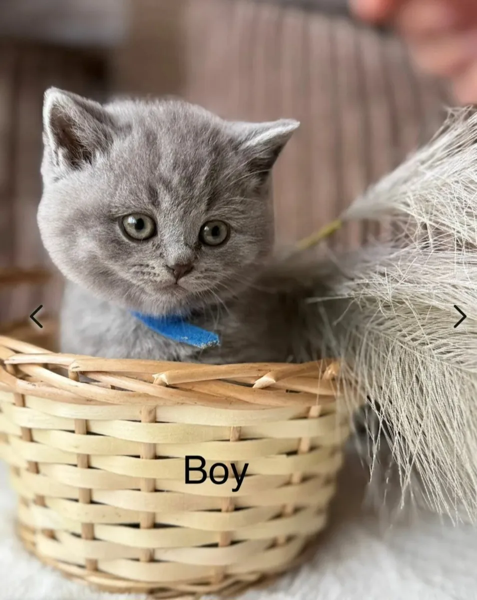 BRITISH Shorthair Kittens Blue - Image 2