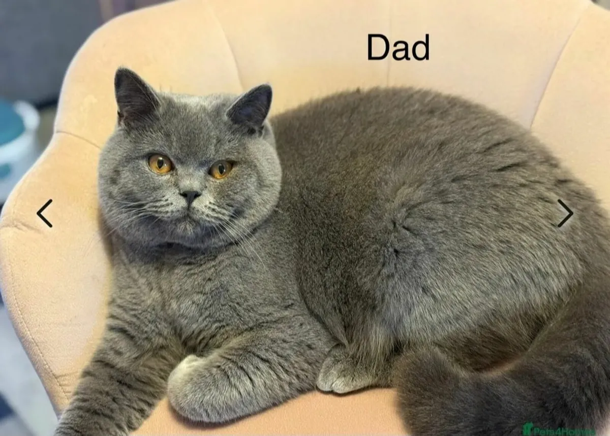 BRITISH Shorthair Kittens Blue - Image 3