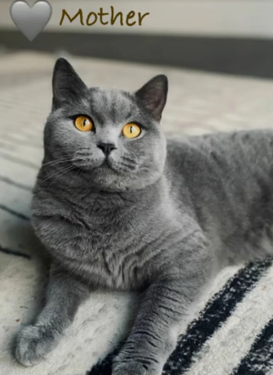 BRITISH Shorthair Kittens Blue - Image 4