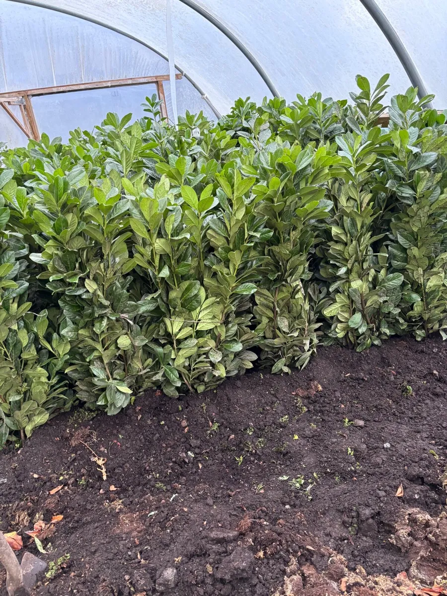 Bare root Laurel  hedging - Image 1