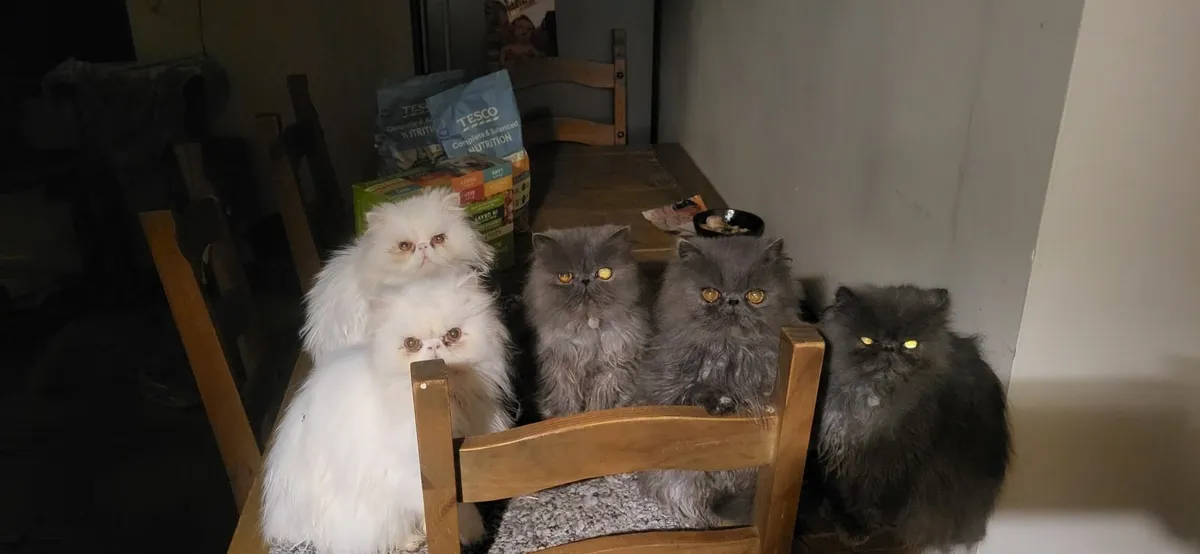 Persian cats 4 blue females 1 white male - Image 1