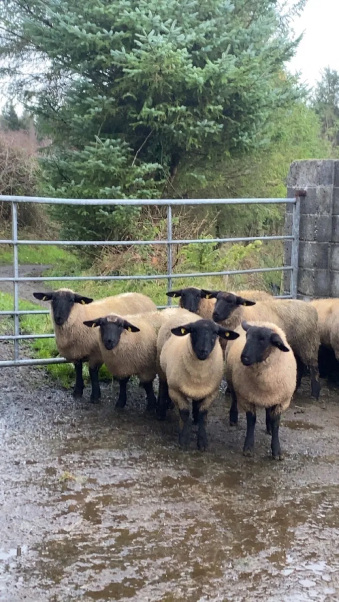 7 super Suffolk ewe lambs - Image 1